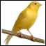 Thumbnail image for Tales From New England: Be The Canary (VIDEO)